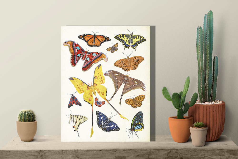 Wanddecoratie "Tropische vlinders"