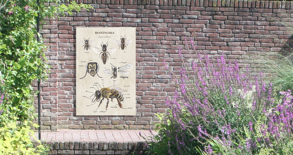 Tuinposter "Anatomie Honingbij"