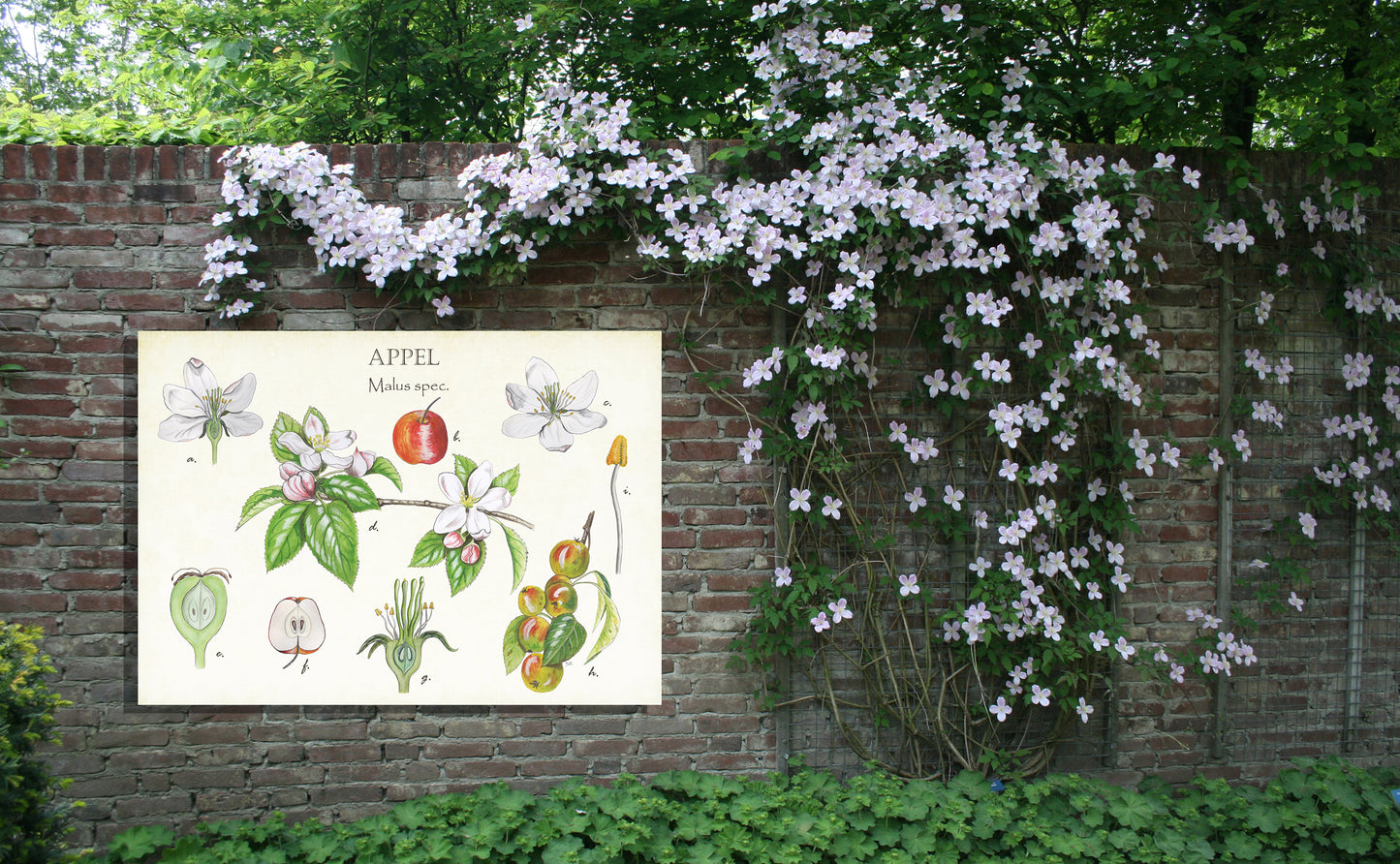 Tuinposter "Appel, het leven van"