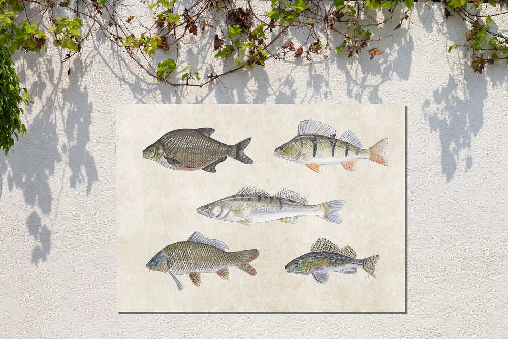 Tuinposter "Collage zoetwatervissen"