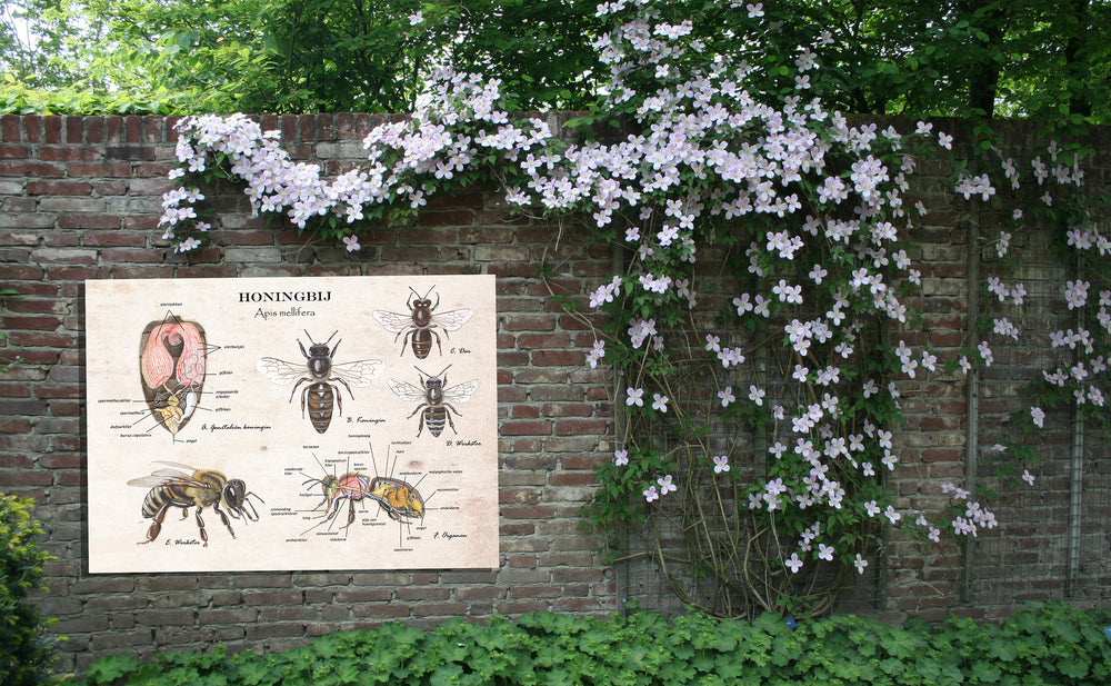 Tuinposter "Honingbij, koningin anatomie"