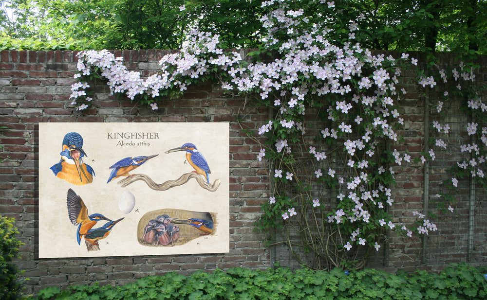 Tuinposter "Kingfisher"