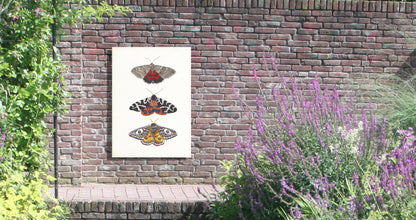 Tuinposter "Nachtvlinders, grote beer"