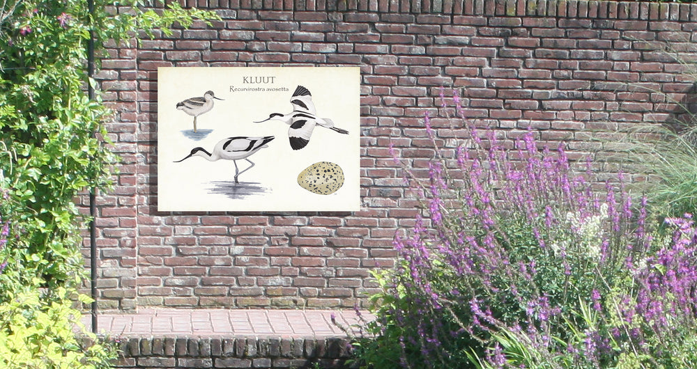 Tuinposter "Kluut, het leven van"