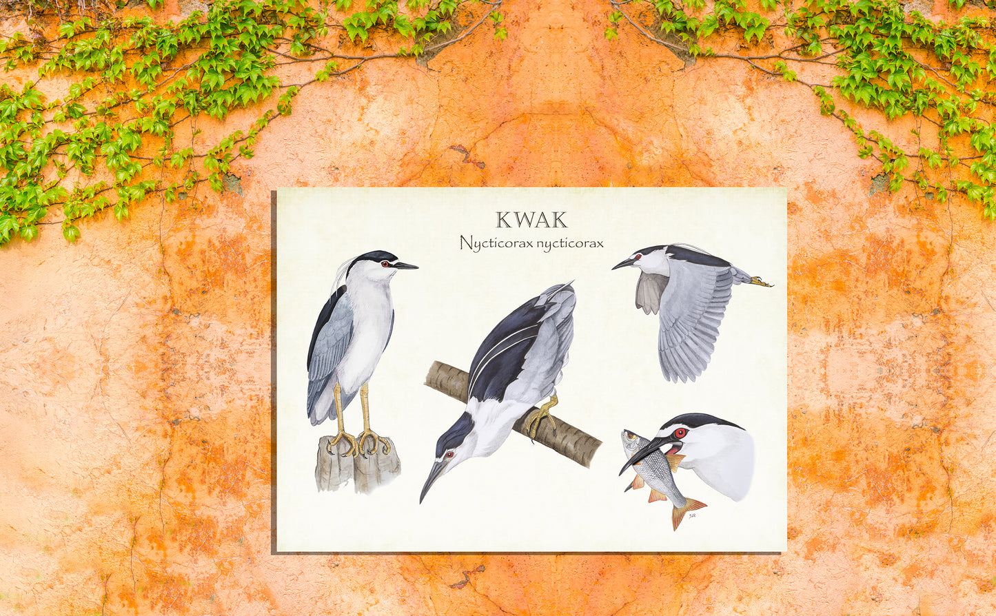 Tuinposter "Kwak, het leven van"