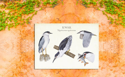 Tuinposter "Kwak, het leven van"