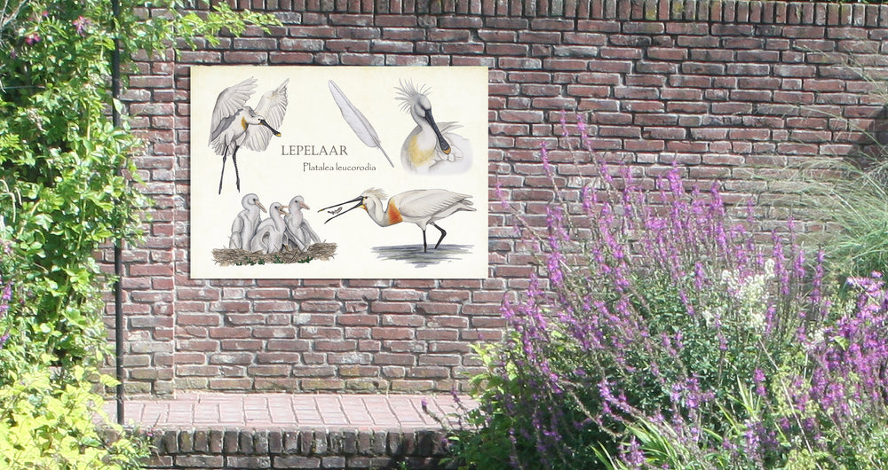Tuinposter "Lepelaar, het leven van"