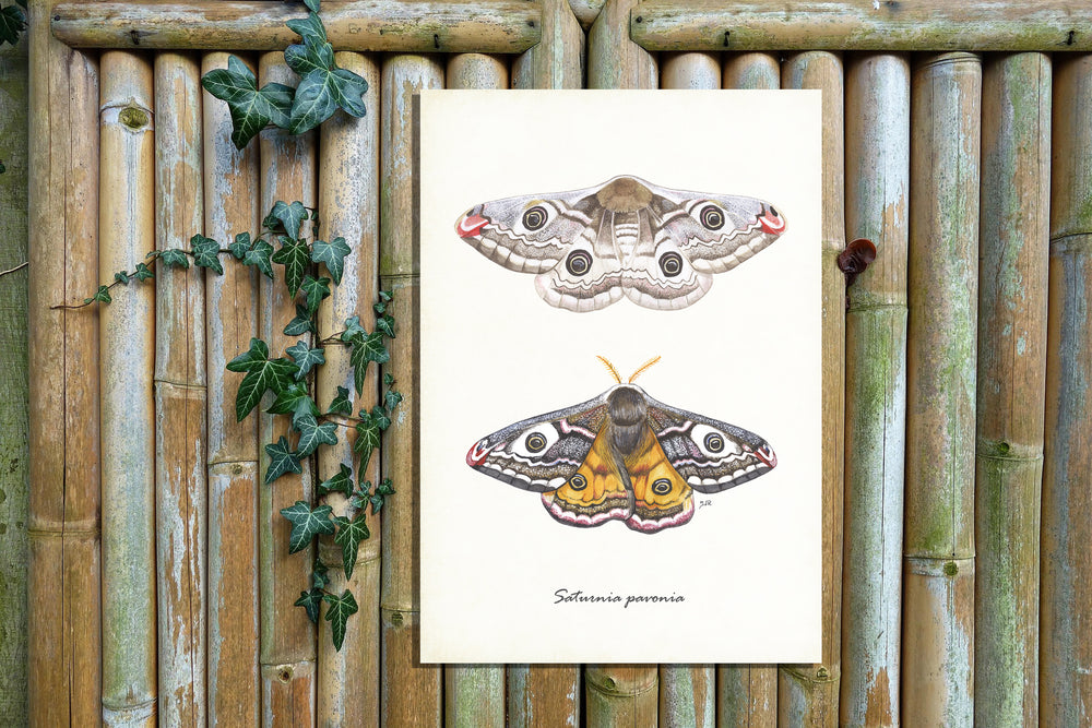 Tuinposter "Nachtpauwogen"