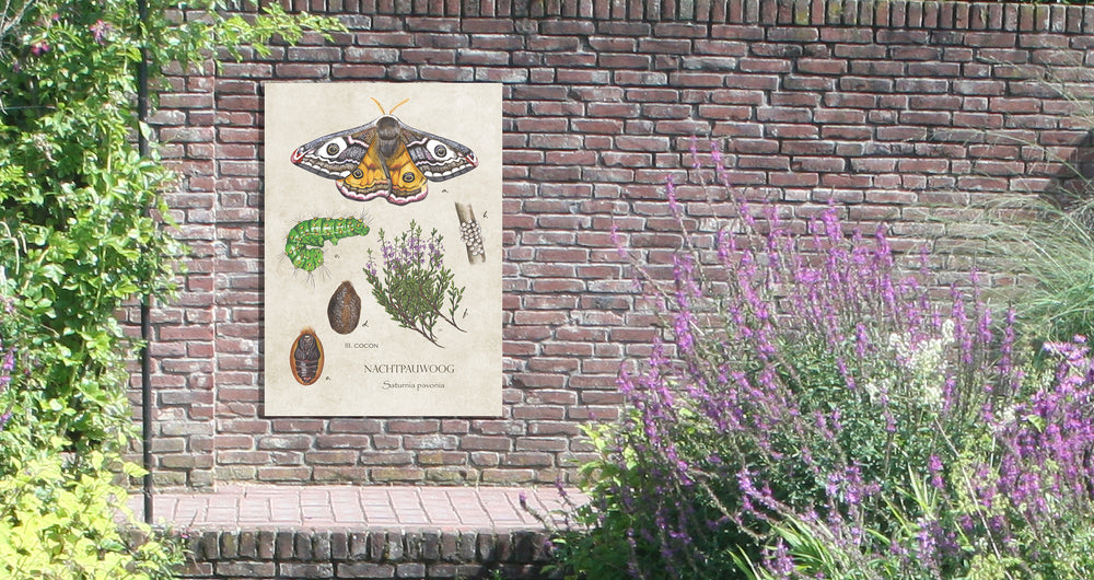 Tuinposter "Nachtpauwoog, het leven van"