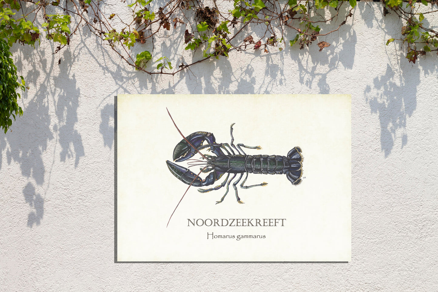 Tuinposter "Noordzeekreeft"