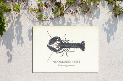 Tuinposter "Noordzeekreeft"