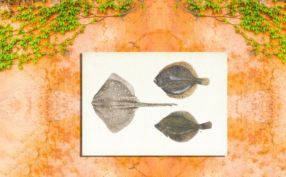Tuinposter "Platvissen"