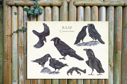Tuinposter "Raaf, het leven van"