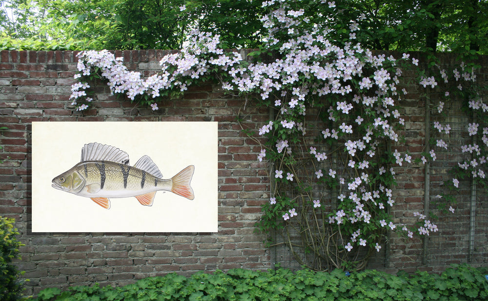 Tuinposter "Rode baars"