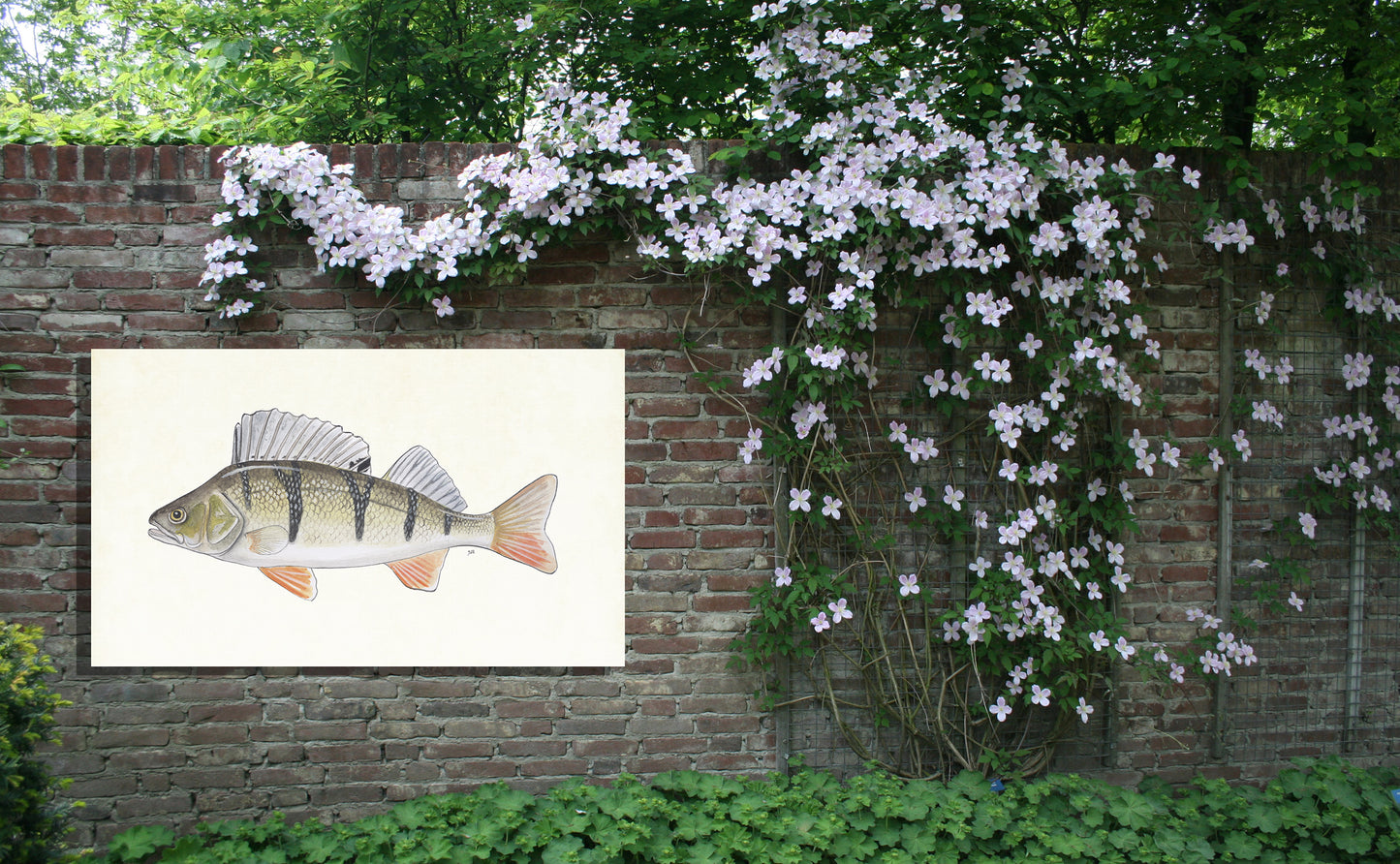 Tuinposter "Rode baars"