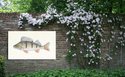 Tuinposter "Rode baars"