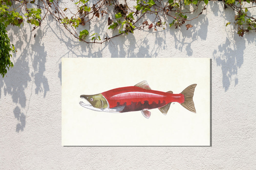 Tuinposter "Rode zalm"