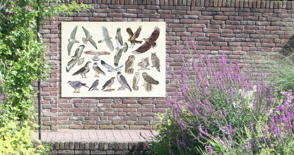 Tuinposter "Roofvogels en uilen"