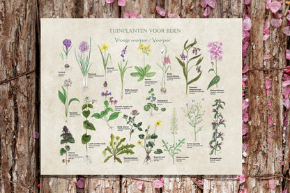 Tuinposter "Tuinplanten voor bijen, voorjaar"