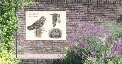 Tuinposter "Velduil, het leven van"
