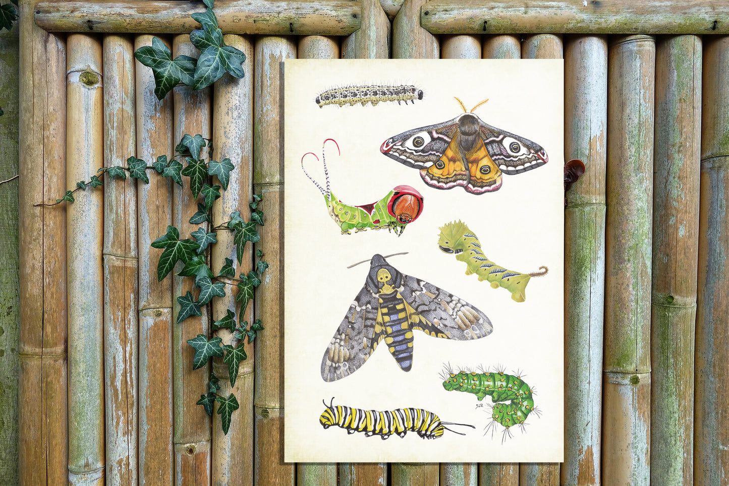 Tuinposter "Vlinders en rupsen"