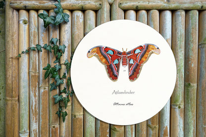 Tuinposter Cirkel "Atlasvlinder"