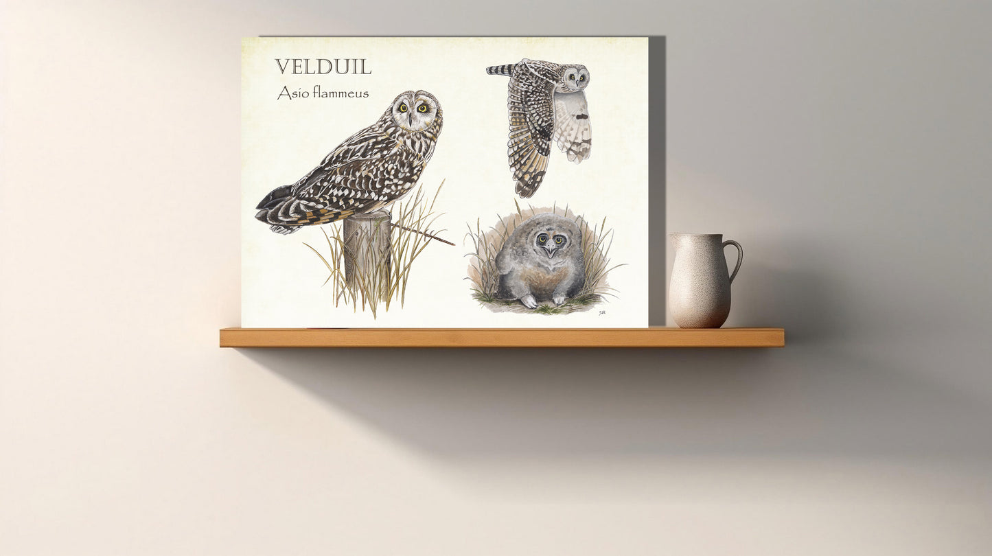 Wanddecoratie "Velduil, het leven van"