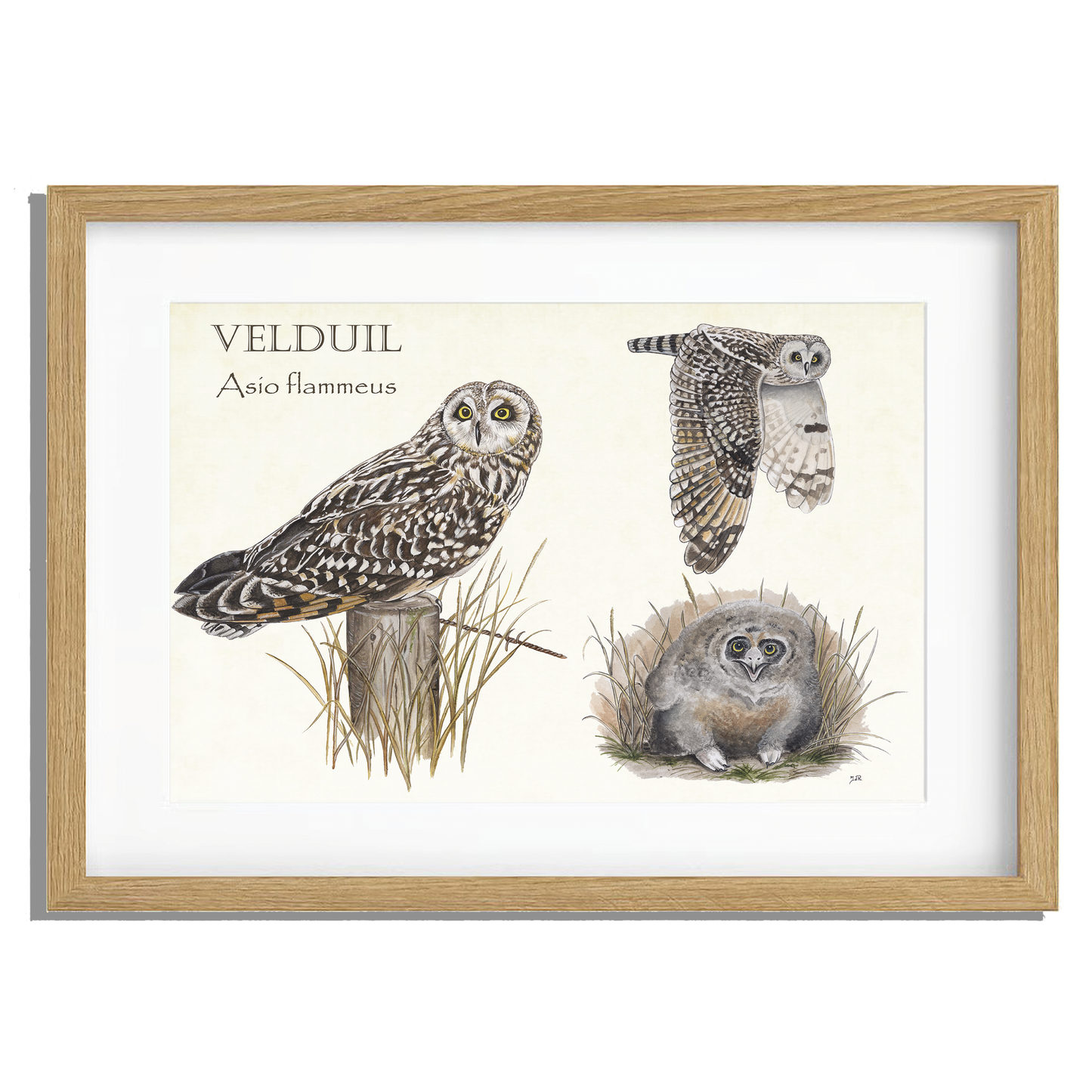 Ingelijst "Velduilen, het leven van"