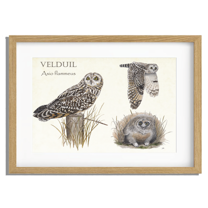 Ingelijst "Velduilen, het leven van"