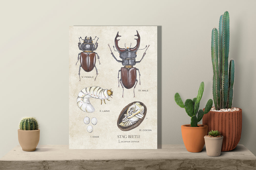 Wanddecoratie "Vliegend hert, het leven van"