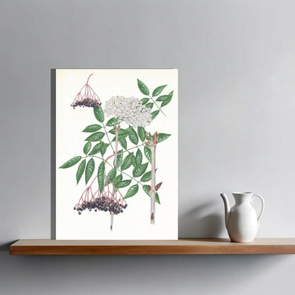 Wanddecoratie "Vlier, het leven van"