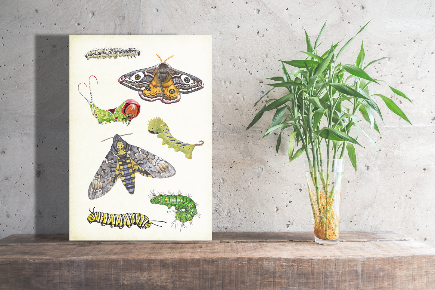 Wanddecoratie "Vlinders en rupsen"