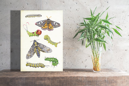Wanddecoratie "Vlinders en rupsen"