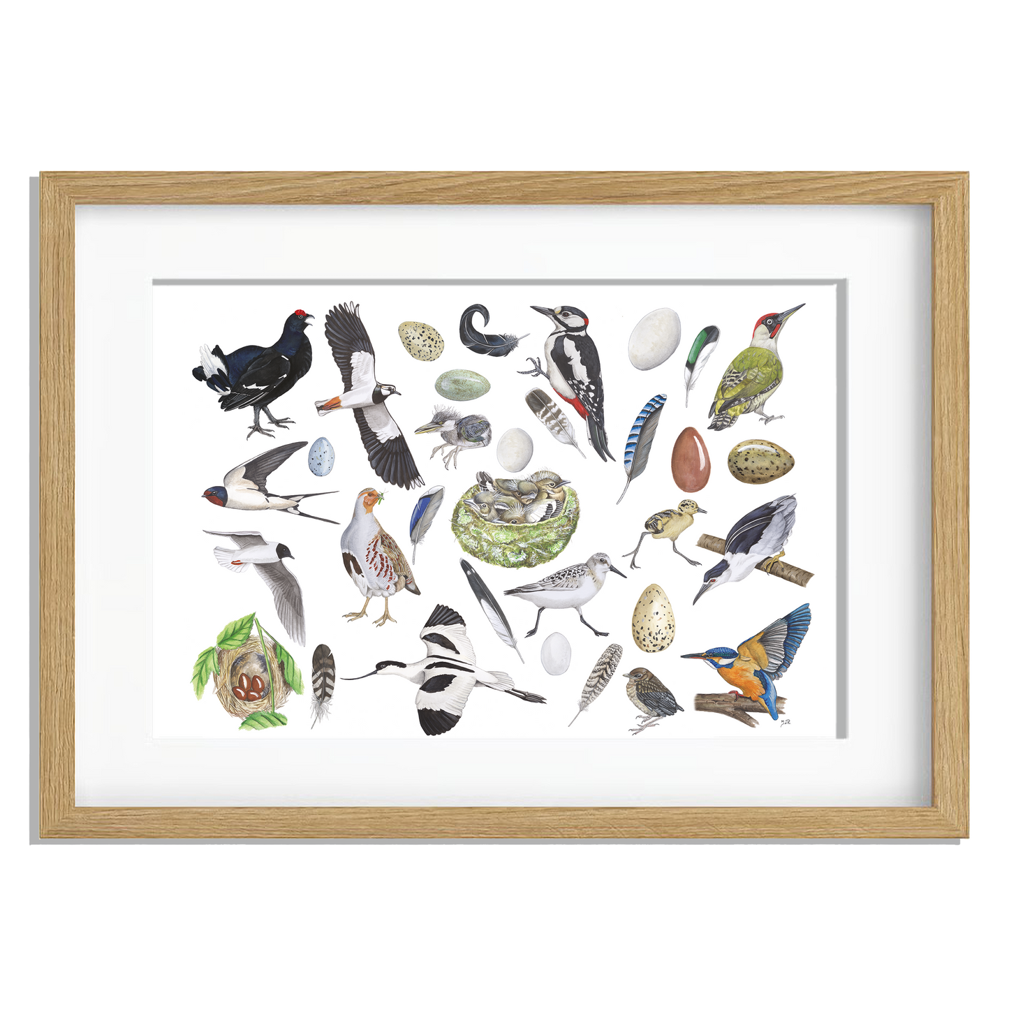 Ingelijst "Vogels, het leven van"