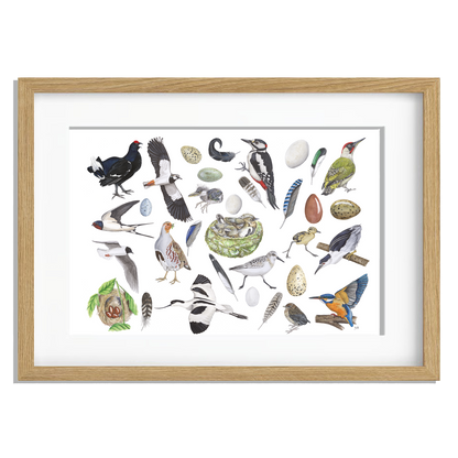 Ingelijst "Vogels, het leven van"