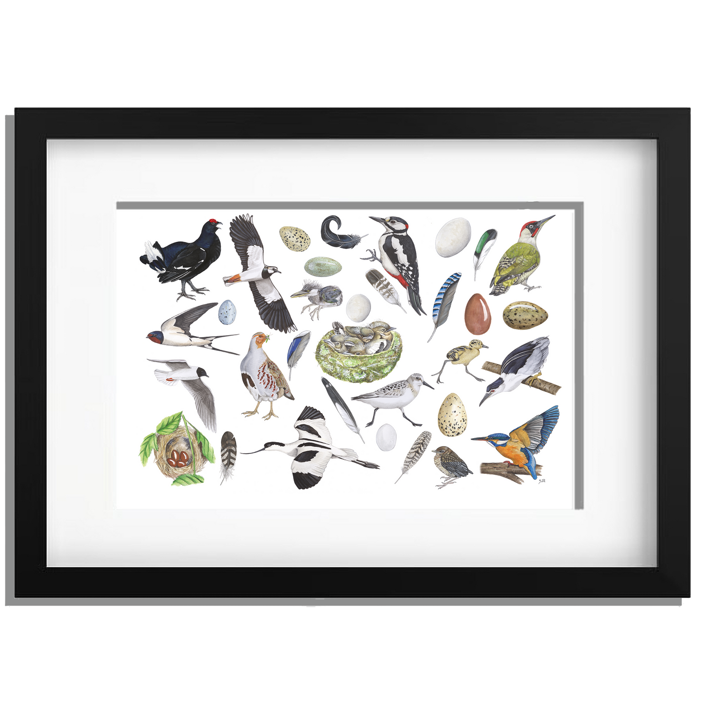 Ingelijst "Vogels, het leven van"