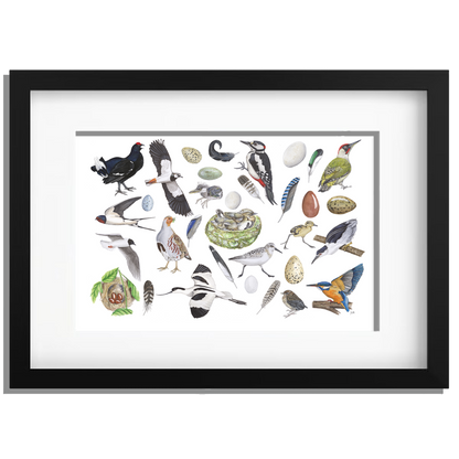 Ingelijst "Vogels, het leven van"