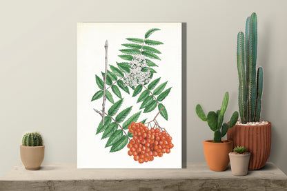 Wanddecoratie "Wilde lijsterbes, het leven van"