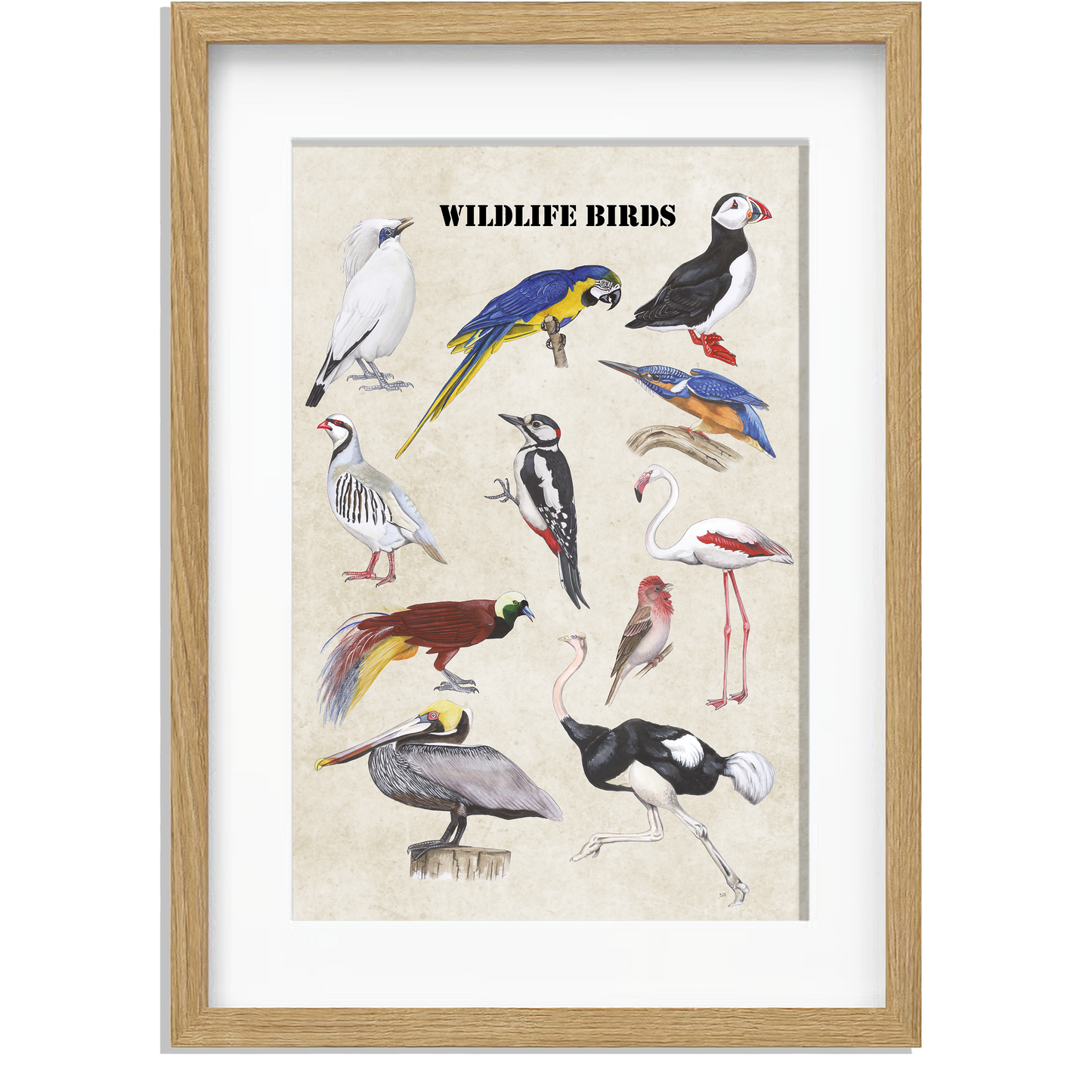 Ingelijst "Wildlife Birds"