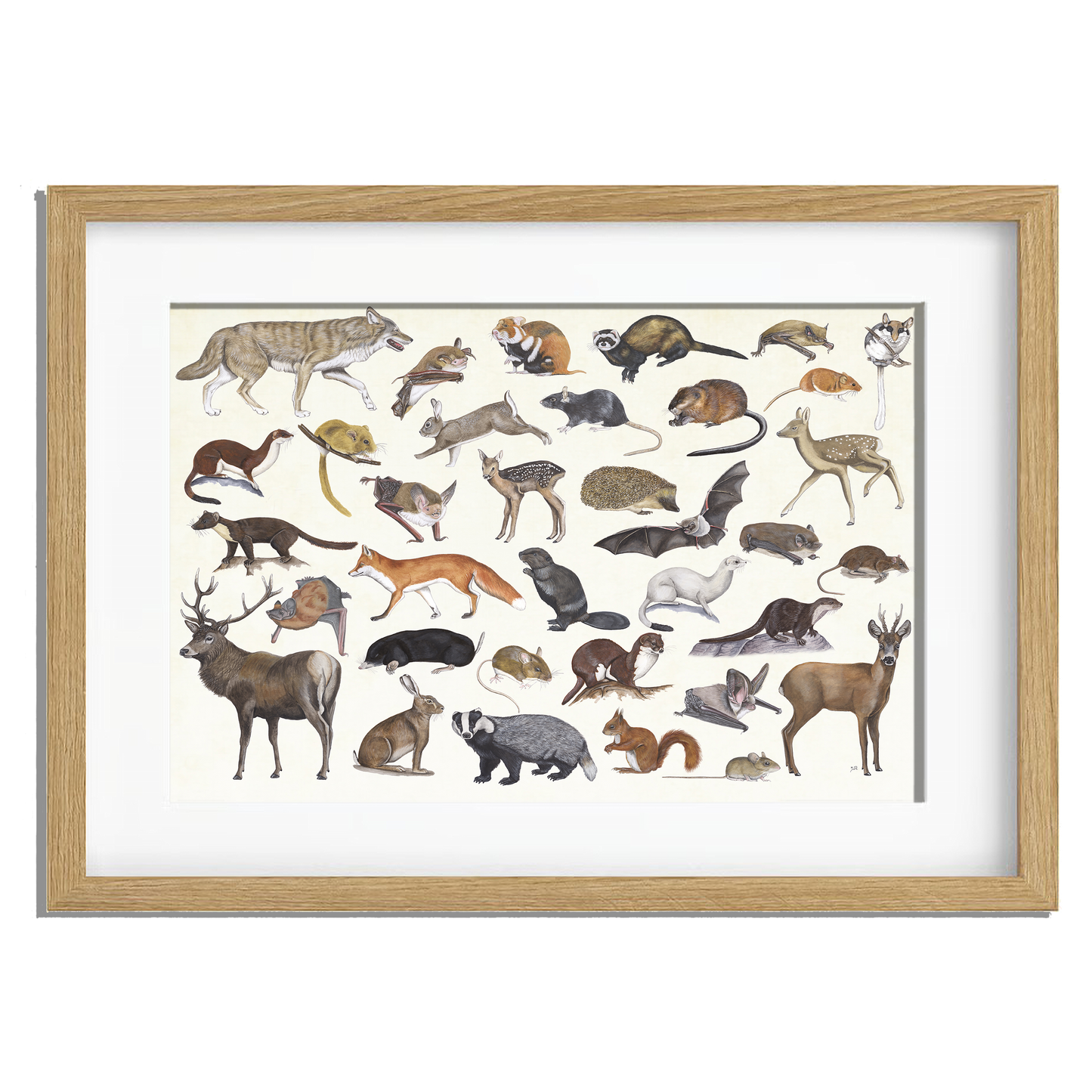 Ingelijst "Zoogdieren"