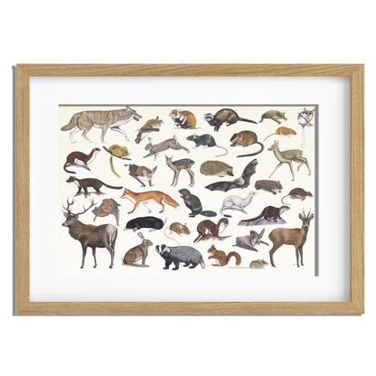 Ingelijst "Zoogdieren"