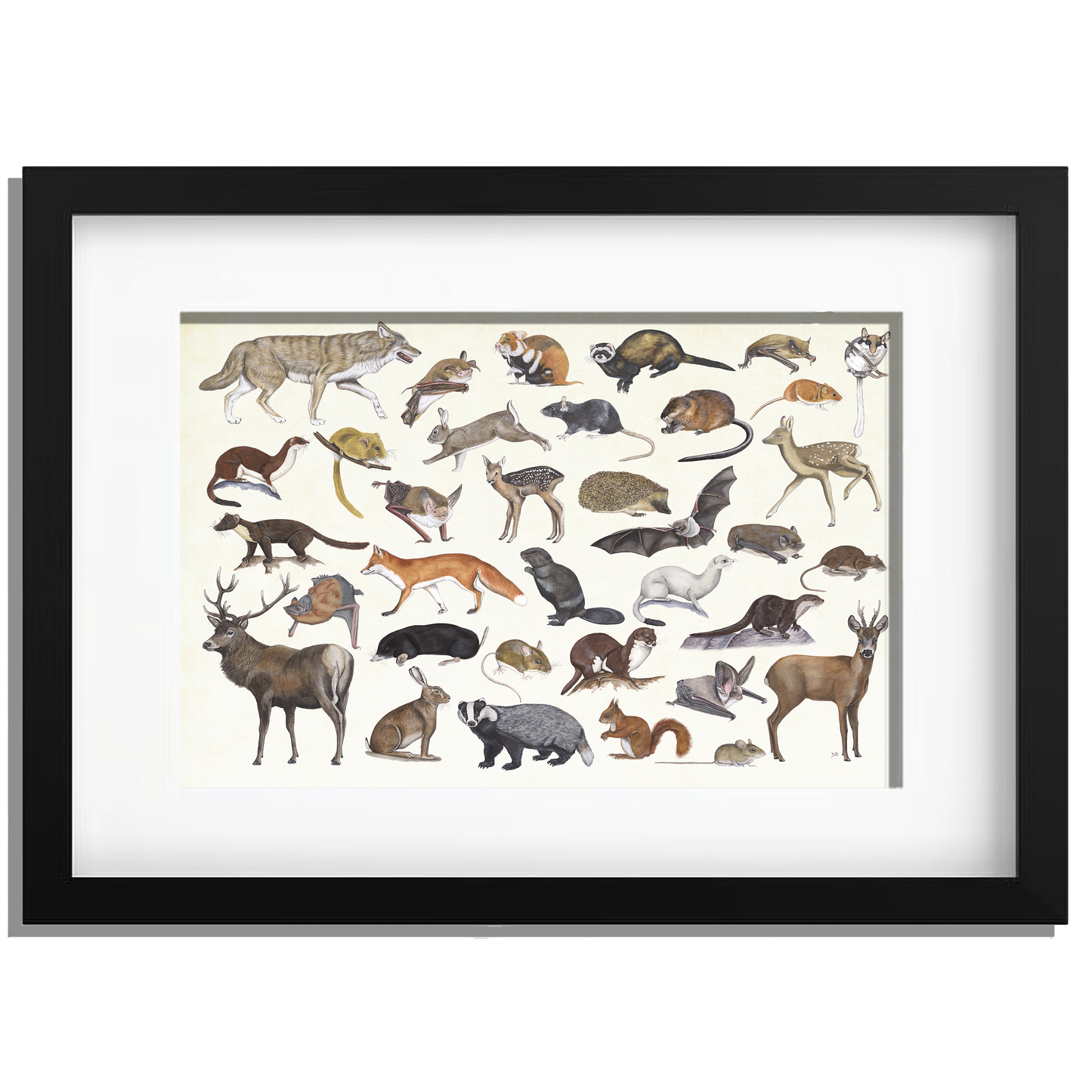 Ingelijst "Zoogdieren"