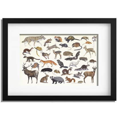 Ingelijst "Zoogdieren"