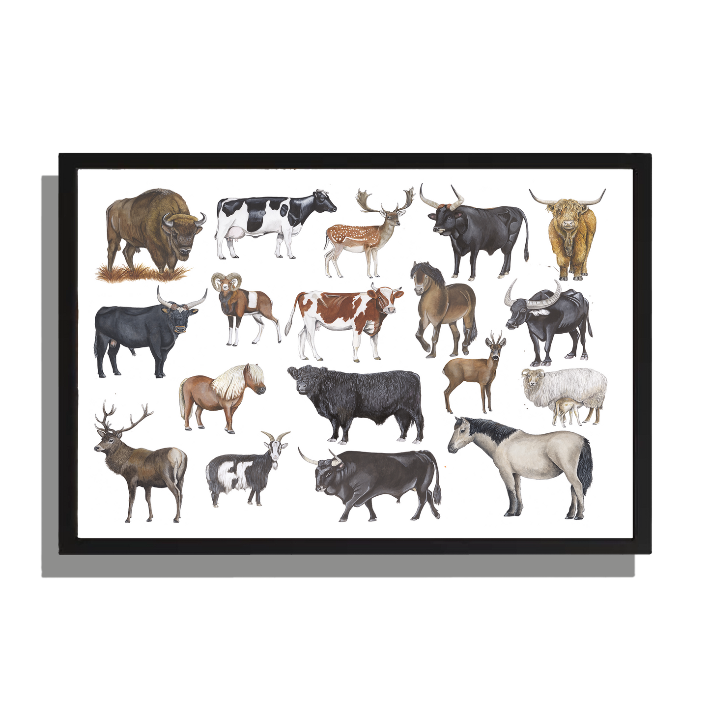 Ingelijst "Grote grazers"