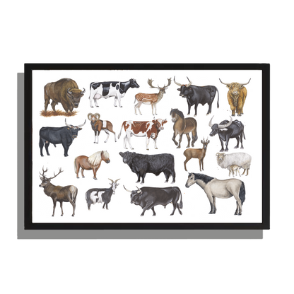 Ingelijst "Grote grazers"