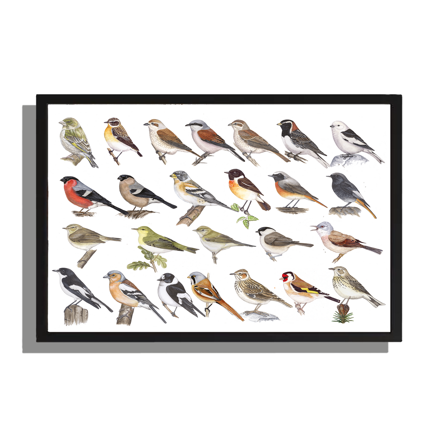 Ingelijst "Kleine zangvogels"