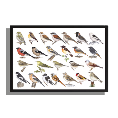 Ingelijst "Kleine zangvogels"
