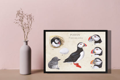 Ingelijst "Puffins, het leven van"