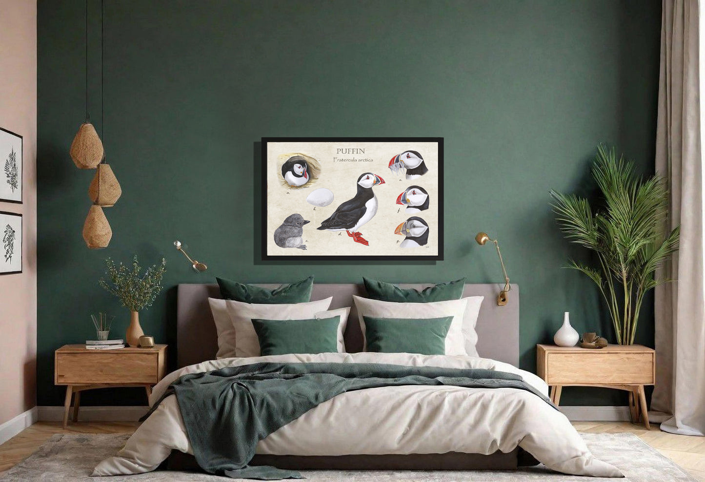 Ingelijst "Puffins, het leven van"