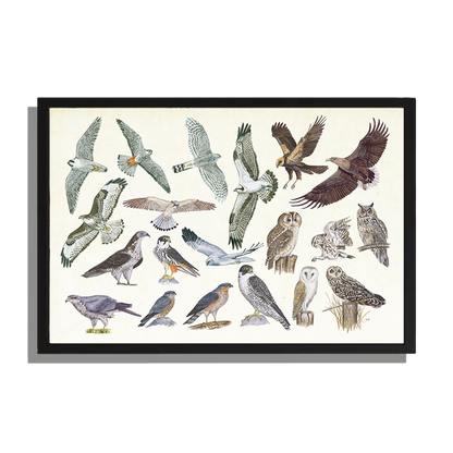 Ingelijst "Roofvogels en uilen"